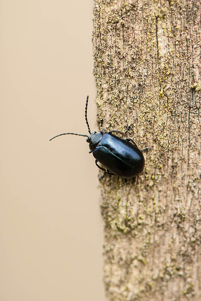 Alder Leaf Beetle (Agelastica alni)